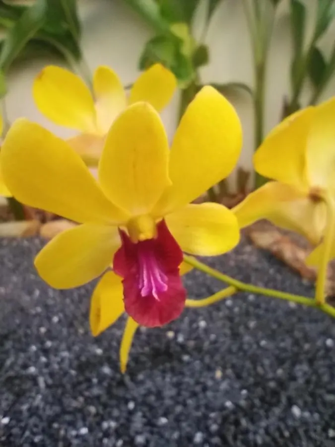 Villa Cattleya Ko Lanta